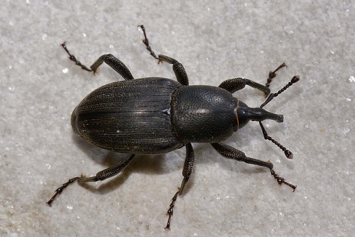 Sphenophorus striatopunctatus, Dryophthoridae